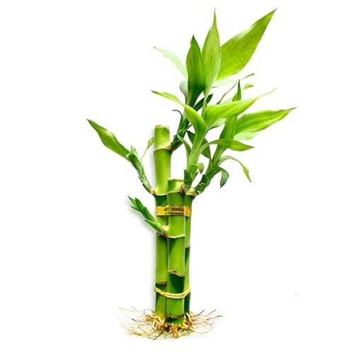 Lucky Bamboo Plant Set