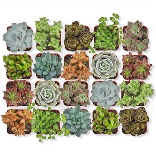 Altman Plants Live Succulent Pack