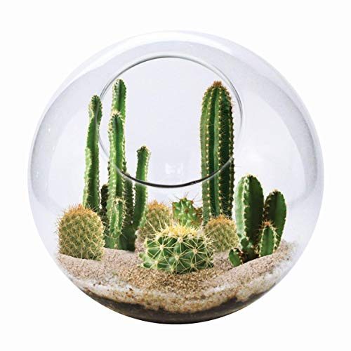 Unique Gardener Cactus Terrarium Kit