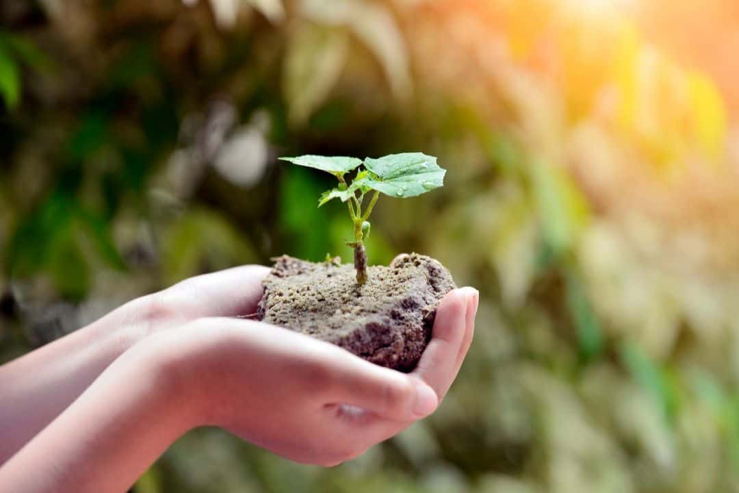 Ecological earth with a plant