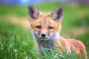 baby fox