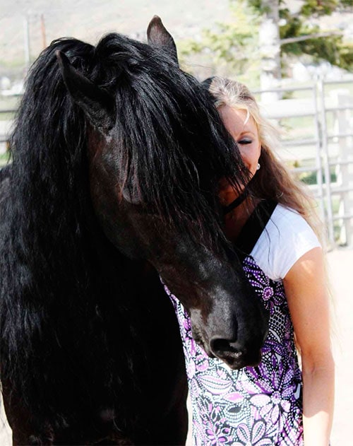 Friesian herd experiences