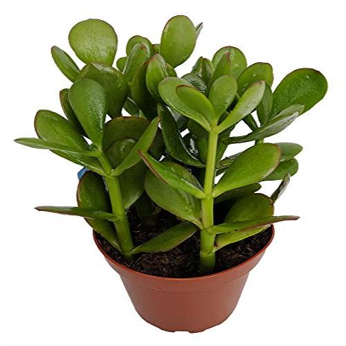 'Sunset Jade Plant - Crassula - 4