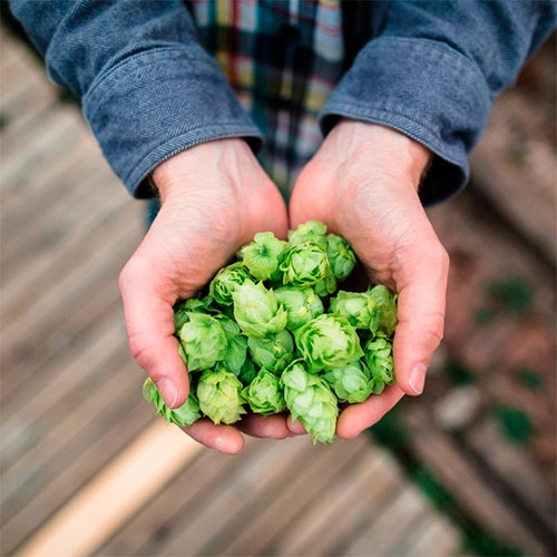 Virtual Homebrew Lesson