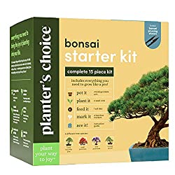 bonsai starter kit