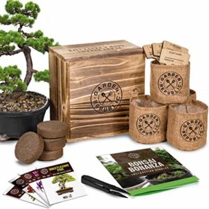 bonsai tree seed starter kit