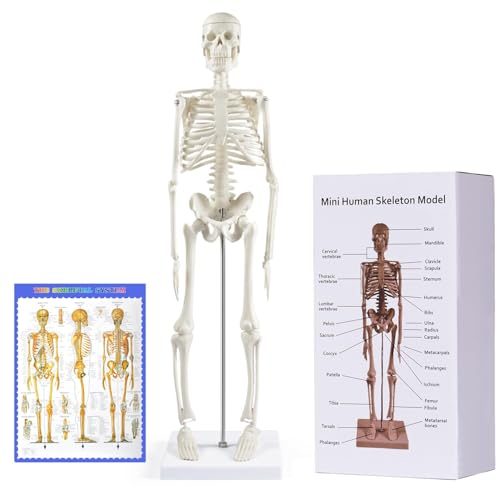 breesky Human Skeleton Model