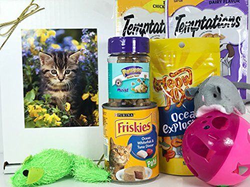 cat toys and food box