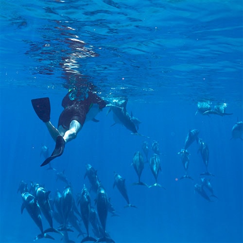 dolphin and snorkel tour