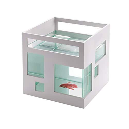 fish aquarium