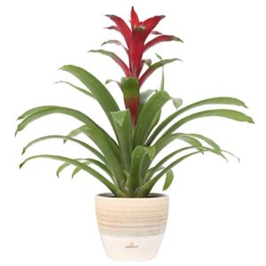 flowering bromeliad