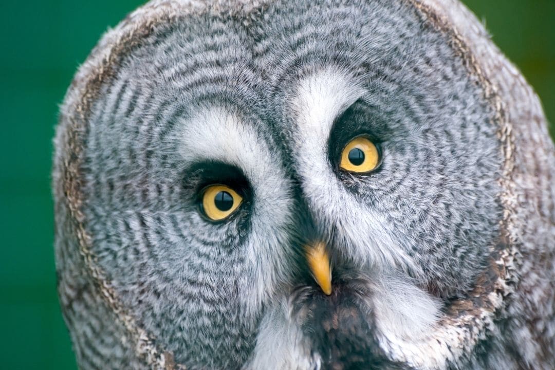 great grey owl