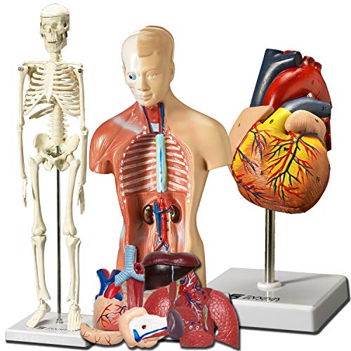 heart- torso and skeleton models