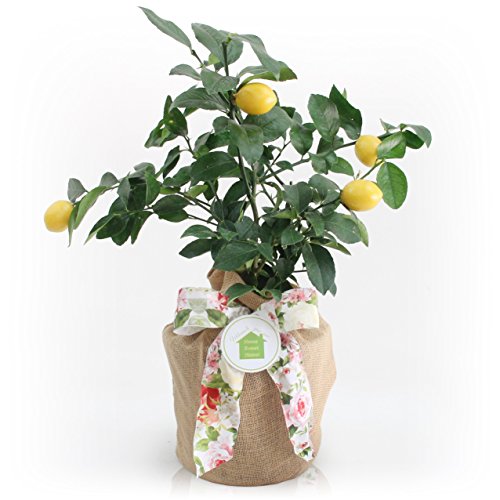 lemon tree