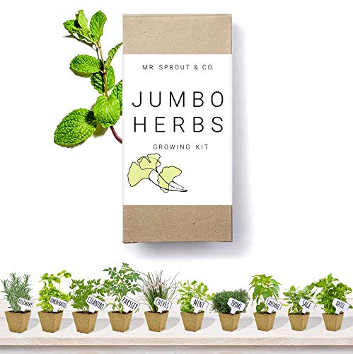 herb garden kit