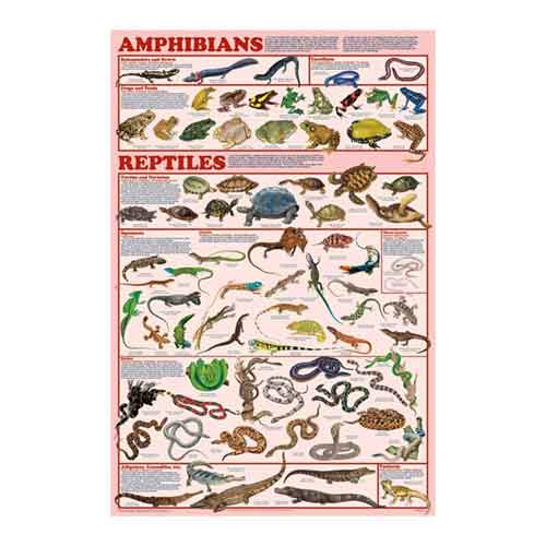 reptiles poster