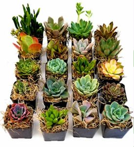san diego miniature succulent plants
