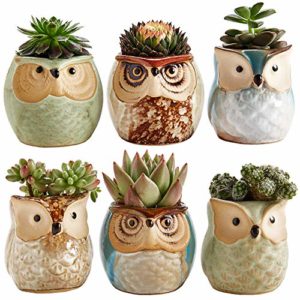 succulent/cactus plant pots
