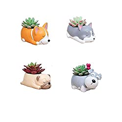 succulent planters