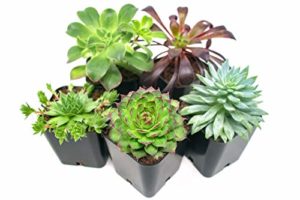 succulent plants in planter pots