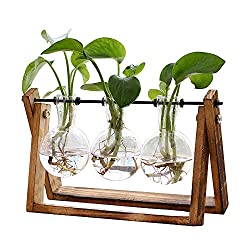 terrarium with wooden stand