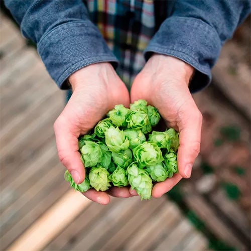 virtual homebrew lesson